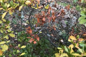 Why is There Fungus on Azalea Branches and How to Solve It