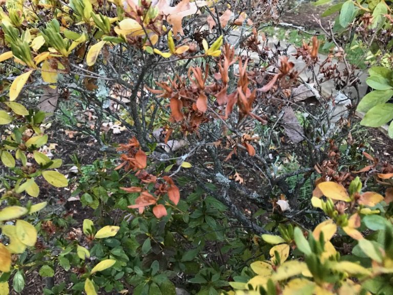 Why Is There Fungus On Azalea Branches And How To Solve It