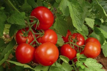 How to Make Your Own Homemade Calcium for Tomato Plants