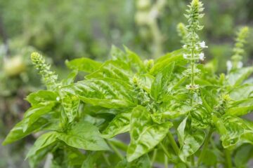 How to Keep Basil From Flowering: The Guide You Need