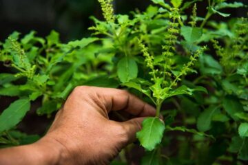 How to Pick Basil So It Grows Back: A Guide You Need