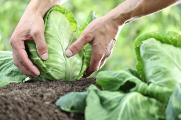 How To Tell When Cabbage Is Ready To Harvest – Signs You Should Know