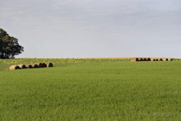 Planting Alfalfa with Oats: Does It Really Work?