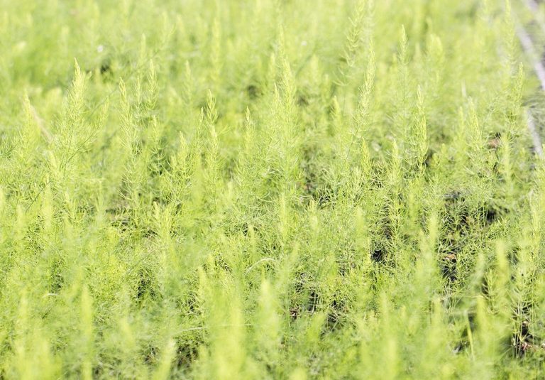 Understanding the Stages Of Growing Asparagus for Best Results