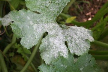 What Causes White Spots On Zucchini Leaves? All You Need to Know