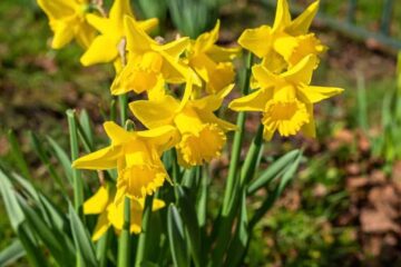 What to Do When Daffodils Stop Blooming: Keep It Growing Well!