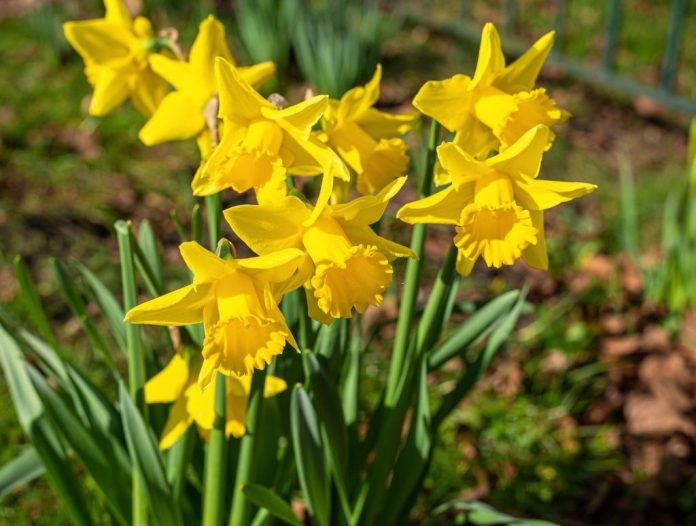 What to Do When Daffodils Stop Blooming Keep It Growing Well!