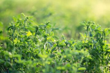 When to Plant Alfalfa in Michigan for a Good Harvest