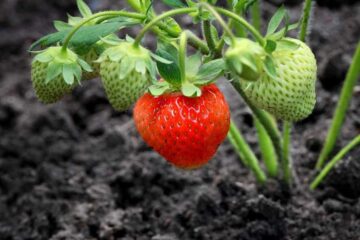 When to Plant Strawberries in Ohio