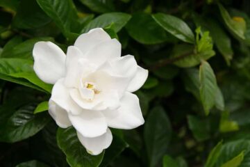 Can I Prune Gardenias in Winter? When You Should Prune Gardenias