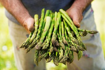 Can You Eat Asparagus After It Ferns?