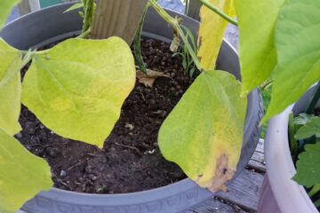 Why Are My Green Bean Plant Leaves Turning Yellow?