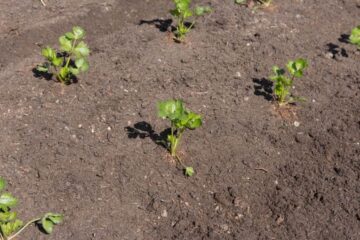 Growing Celeriac From Cuttings: What to Do