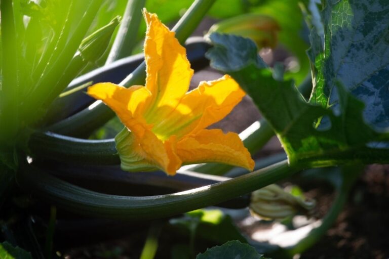 How to Pollinate Zucchini Without Bees The Right Way