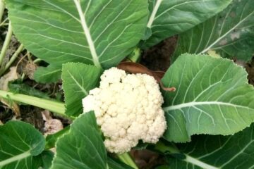 The Problems with Growing Cauliflower You Should Be Aware of