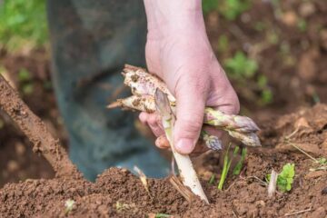 When to Stop Harvesting Asparagus: The Lowdown