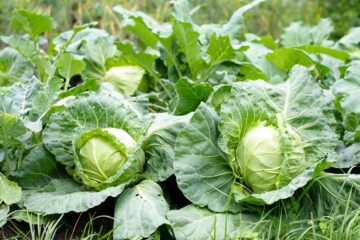 Will Cabbage Regrow After Harvest?