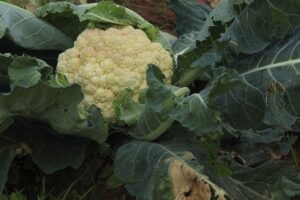 will cauliflower regrow after harvest