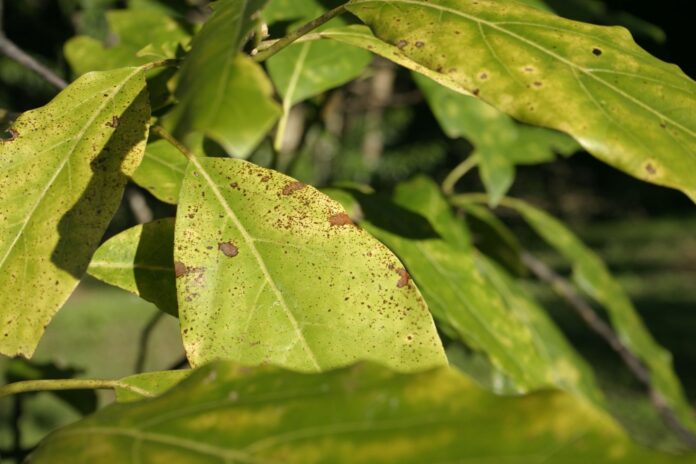 Avocado Trees Turning Yellow? Here are the Reasons Why!