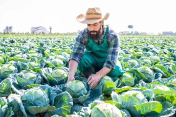 Can You Eat the Outer Leaves of Cabbage?