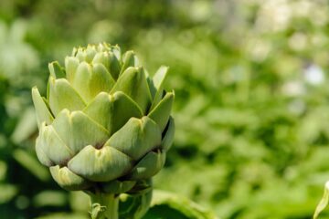 A Helpful Guide to Growing Artichokes in Oregon