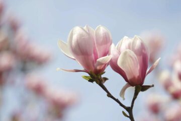 How Do You Treat Fungus on a Magnolia Tree? A Quick Guide