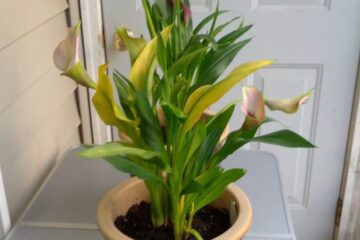 Why Are My Calla Lily Leaves Turning Yellow? The Reasons Why