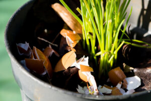 are eggshells good for houseplants