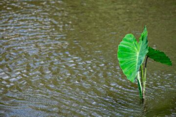 Can Elephant Ears Grow in Water? How to Grow Them