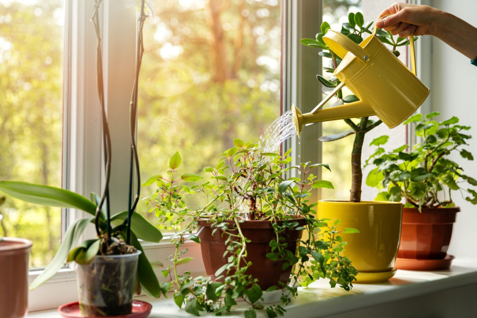 do indoor plants attract bugs