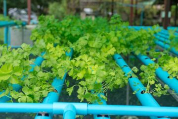 Is PVC Safe for Hydroponics? Behind the Safety of These Plastics