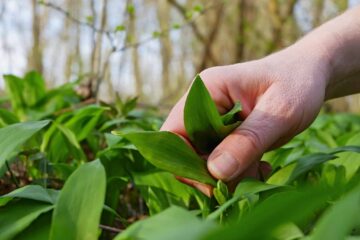 Is Wild Garlic Safe to Eat? The Truth Behind This!