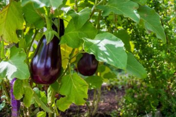 Will Eggplant Survive the Winter? Eggplant Growth During the Cold Season