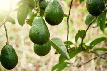 Can You Grow Avocados in North Carolina?