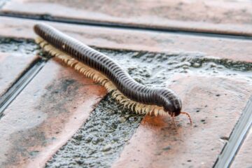 Does Neem Oil Kill Millipedes in Houseplants?