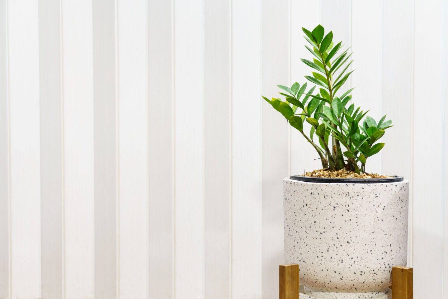 Does ZZ Plant Like To Be Root Bound 