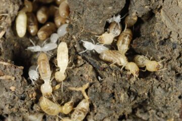 A Guide on How to Get Rid of Termites in Garden Soil