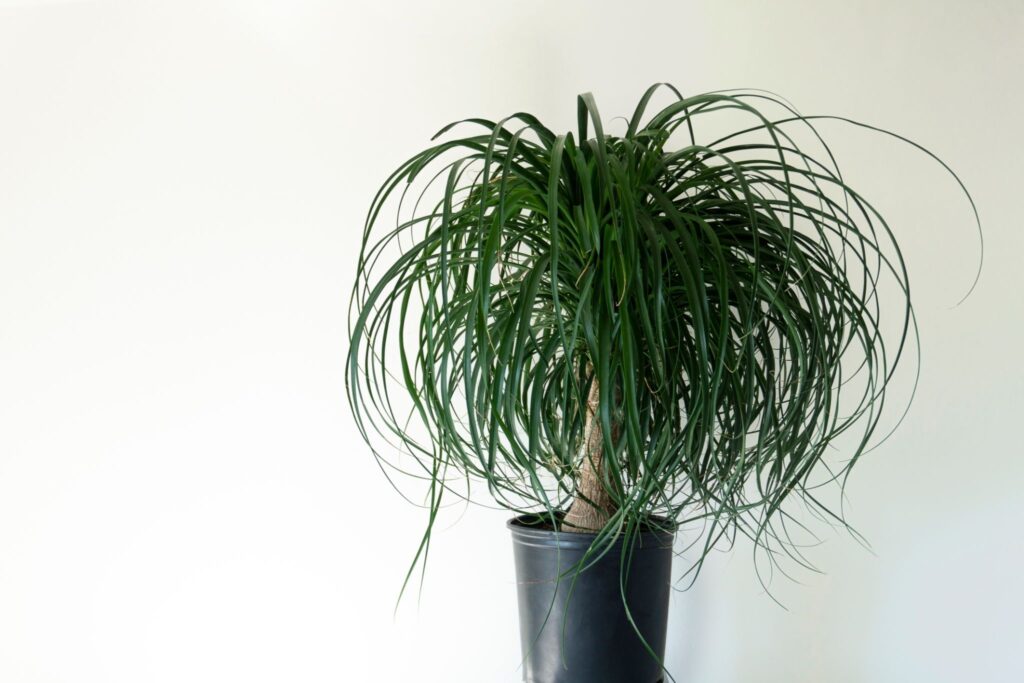 how to grow multiple trunks on a ponytail palm