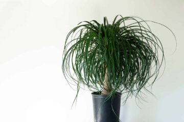 How to Grow Multiple Trunks on a Ponytail Palm