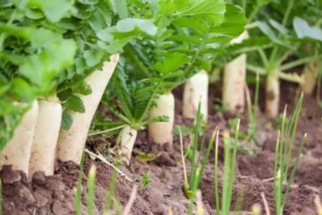 How to Grow White Radish From Cuttings