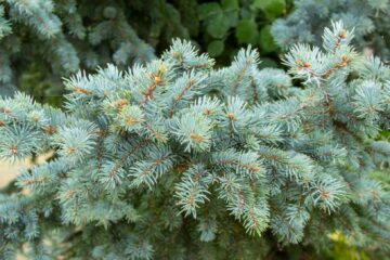 Trimming Bottom Branches of Blue Spruce: A Quick Guide