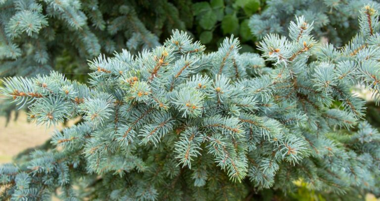 Trimming Bottom Branches of Blue Spruce: A Quick Guide