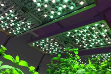 What Would Happen If a Plant Only Receives Green Light?