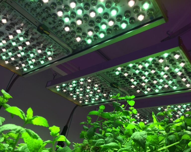 What Would Happen If a Plant Only Receives Green Light?