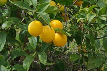 Will My Lemon Tree Leaves Grow Back? The Answers Here!