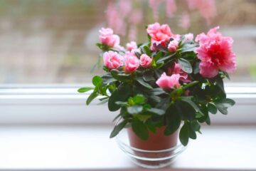 Can Florist Azaleas Be Planted Outside?