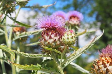 Can You Eat an Artichoke After It Blooms?