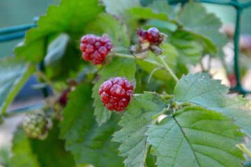 Can You Grow Blackberries Indoors? Tips And Tricks For Indoor Planting