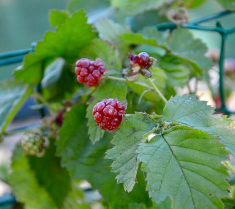 Can You Grow Blackberries Indoors? Tips And Tricks For Indoor Planting