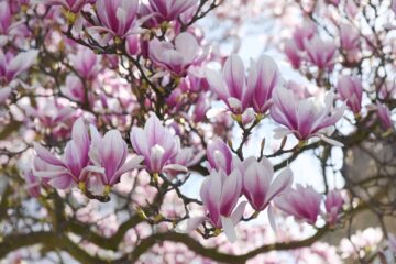 Do Magnolia Trees Bloom Twice a Year? The Answers Here!